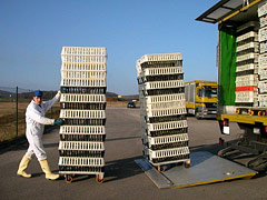 Trolleys schieben